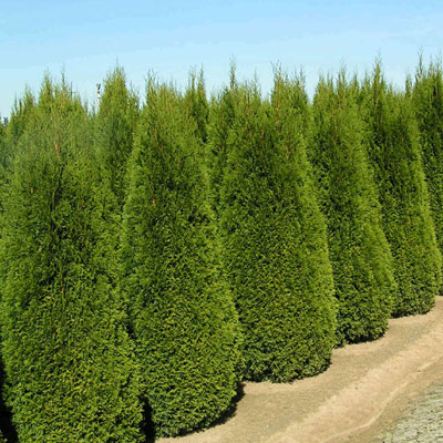 Thuja o. 'Smaragd'