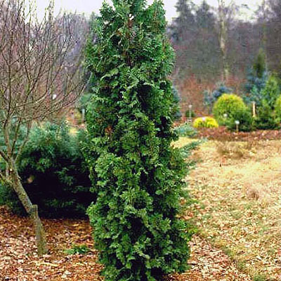 Thuja o. 'Spiralis'