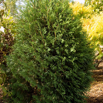 Thuja o. 'Technito'