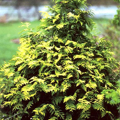 Thuja o. 'Techny'