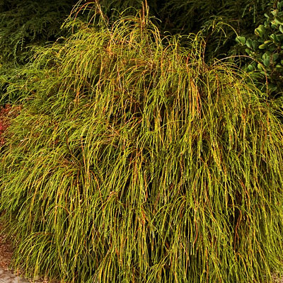Thuja p. 'Whipcord'