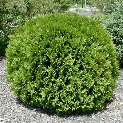 Thuja o. 'Woodwardii'
