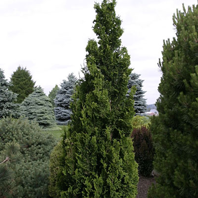 Thuja o. 'Zmatlik'