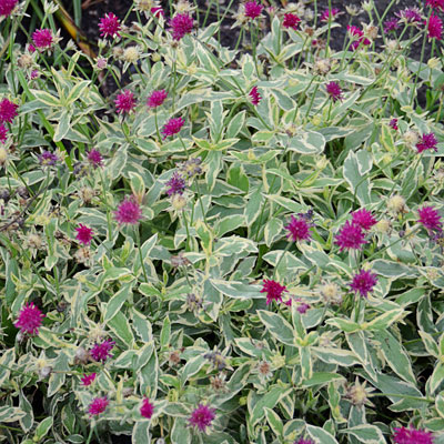 Knautia m. 'Thunder and Lightning'