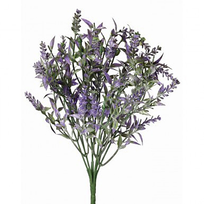 Thyme Wild Bush x7 - Plum