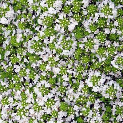 Thymus p. 'Albiflorus'