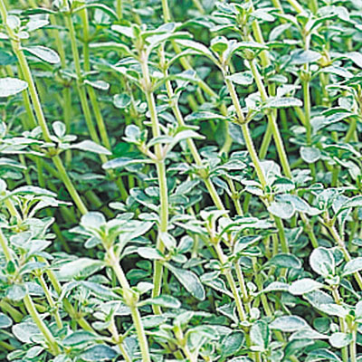 Thymus citriodorus 'Argenteus'