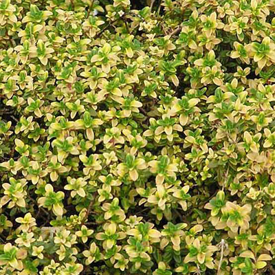 Thymus vulgaris 'Aureus'