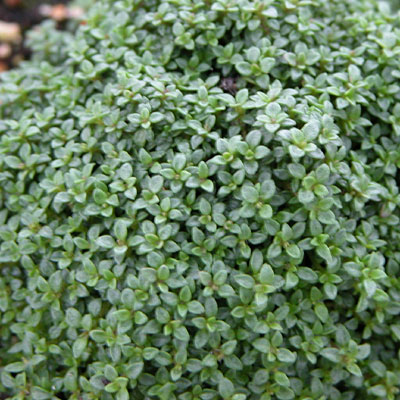 Thymus p. 'Elfin'