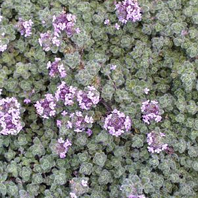 Thymus pseudolanuginosus