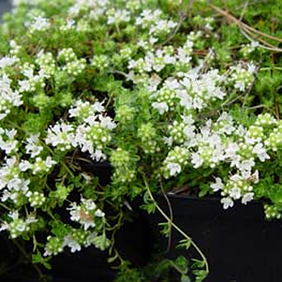 Thymus praecox serphyllum