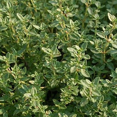 Thymus vulgaris