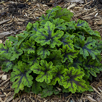 Tiarella x 'Fingerpaint'