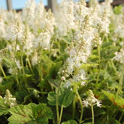 Tiarella cordifolia 'Running Tapestry'
