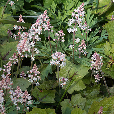 Tiarella wherryi