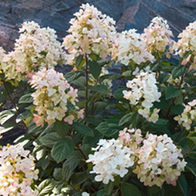 Hydrangea p. 'Tickled Pink'