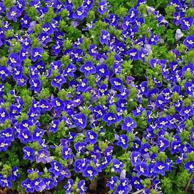 Veronica x 'Tidal Pool'