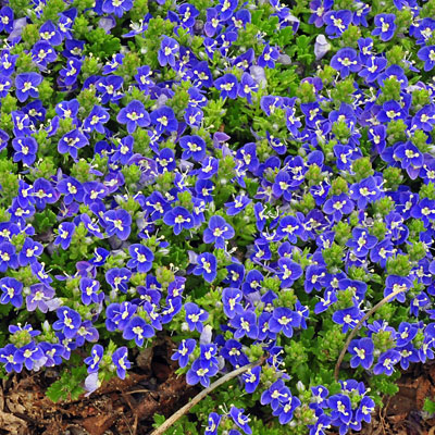 Veronica x 'Tidal Pool'