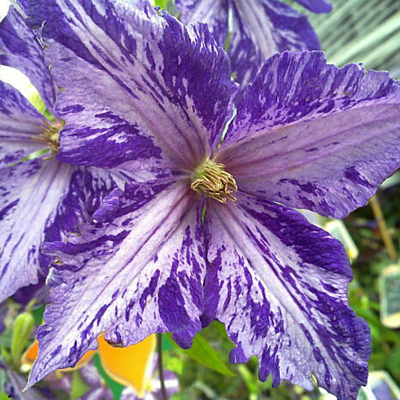 Clematis 'Tie Dye'
