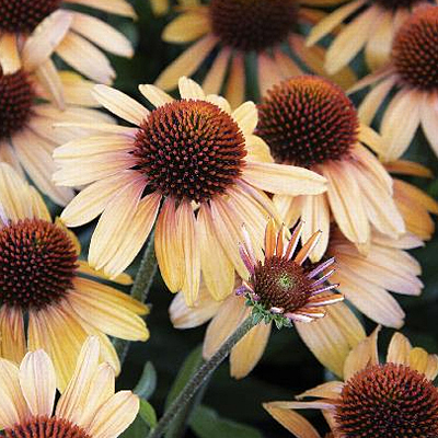 Echinacea x 'Tiger Eye'