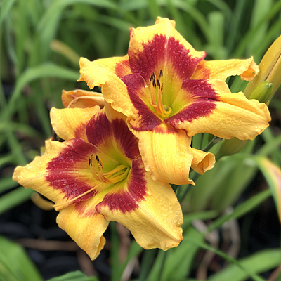 Hemerocallis 'Tiger Swirl'