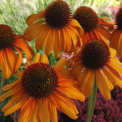 Echinacea p. 'Tiki Torch'