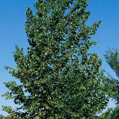 Tilia americana 'Boulevard'