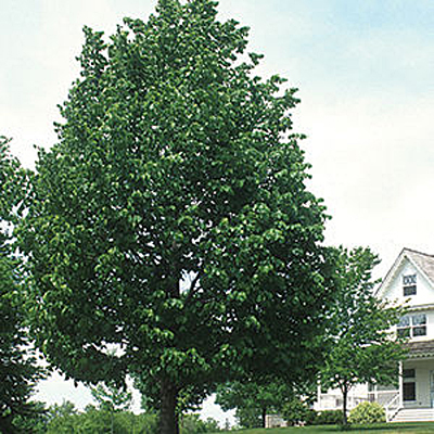 Tilia americana 'Frontyard'