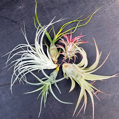 Tillandsia