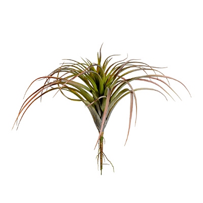 Air Plant - Tillandsia Pick - Green, Burgundy
