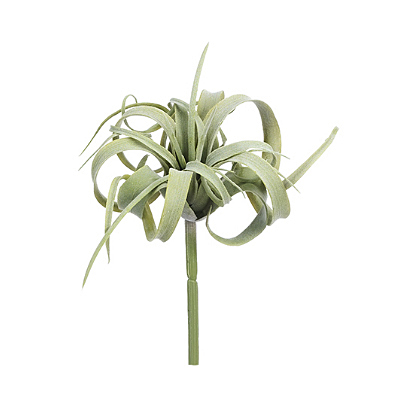 Air Plant - Tillandsia Pick - Green, Gray