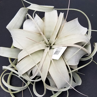Tillandsia xerographica