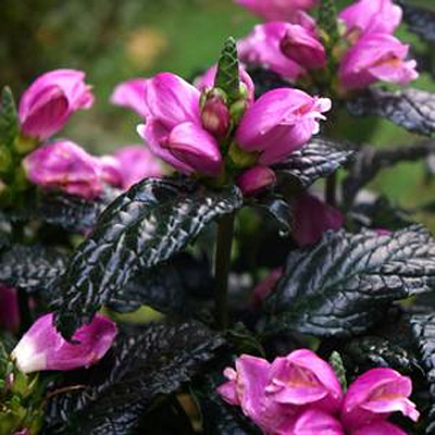 Chelone lyonii 'Tiny Tortuga'