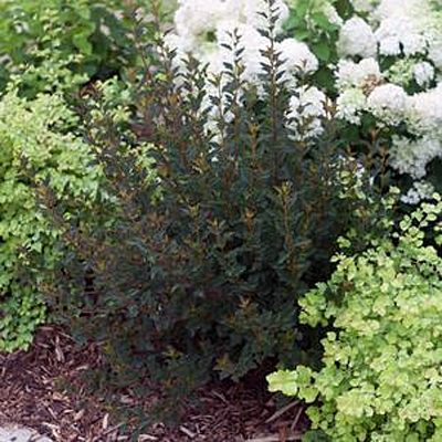 Physocarpus o. 'Tiny Wine'