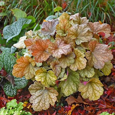 Heuchera x 'Dolce Toffee Tart'