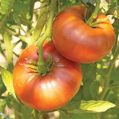 Tomato 'Brandywine'
