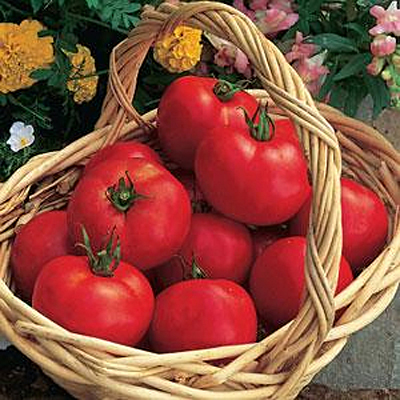 Tomato 'Early Girl'