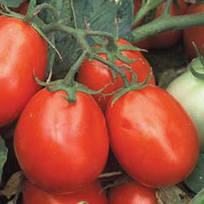 Tomato 'Health Kick'