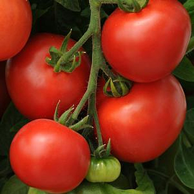 Tomato 'Homeslice'