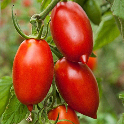Tomato 'Marzinera'