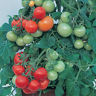 Tomato 'Totem'