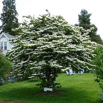 Viburnum plic. var. tomentosum (TREE)