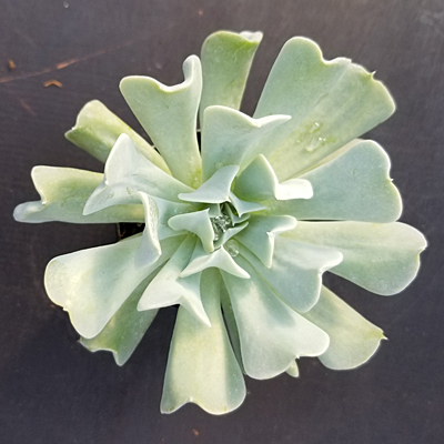 Echeveria 'Topsy Turvy'