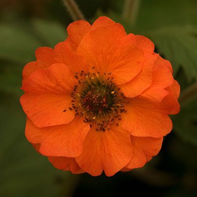 Geum x 'Totally Tangerine'