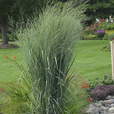 Panicum v. 'Totem Pole'