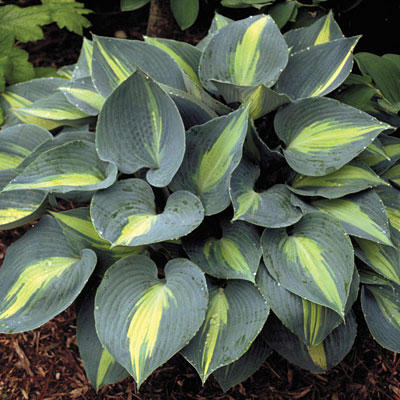 Hosta 'Touch of Class'