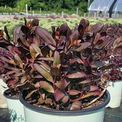 Sedum x 'Touchdown Teak'