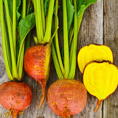 Beet 'Touchstone Gold'
