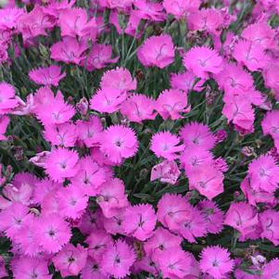 Dianthus x 'Paint the Town Fuchsia'