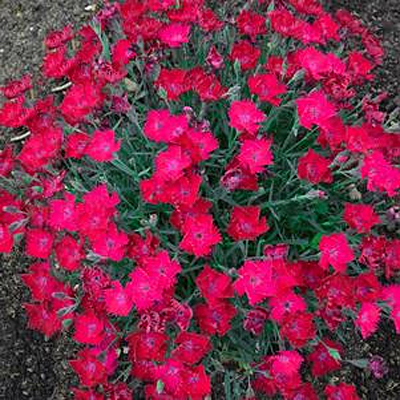 Dianthus x 'Paint the Town Magenta'